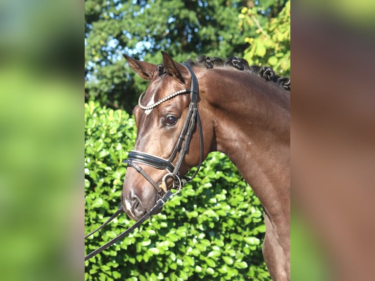 Hannoveraan Ruin 4 Jaar 164 cm Bruin in Selsingen