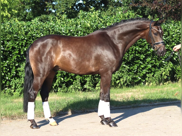 Hannoveraan Ruin 4 Jaar 164 cm Bruin in Selsingen