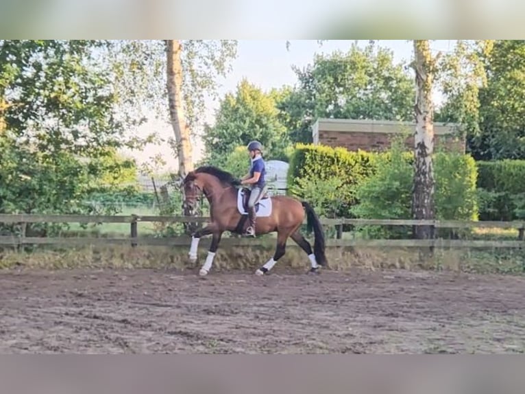 Hannoveraan Ruin 4 Jaar 164 cm Bruin in Krefeld