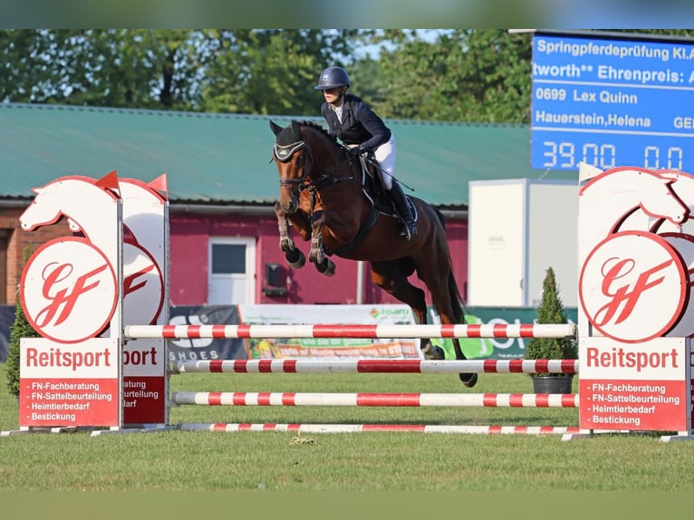 Hannoveraan Ruin 4 Jaar 164 cm Bruin in Buxtehude