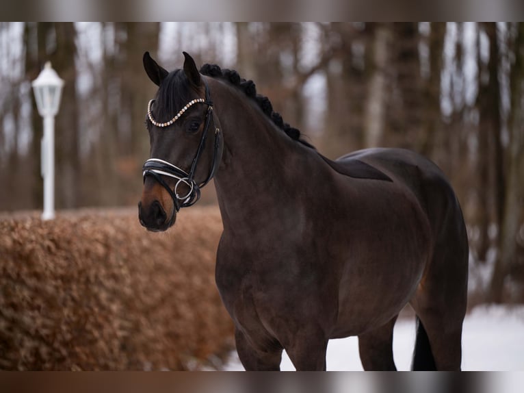 Hannoveraan Ruin 4 Jaar 164 cm Zwartbruin in Wehringen