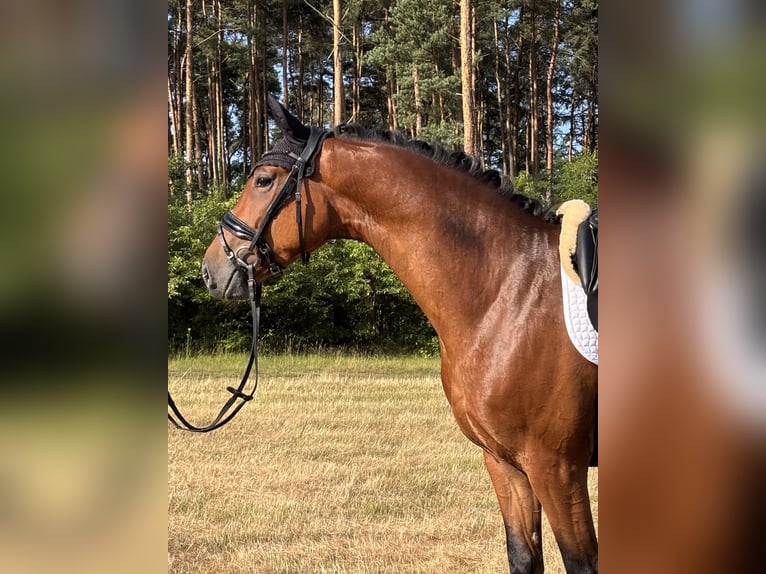 Hannoveraan Ruin 4 Jaar 165 cm Bruin in Deinste