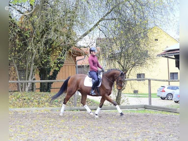 Hannoveraan Ruin 4 Jaar 165 cm Bruin in Wellheim