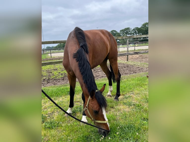 Hannoveraan Ruin 4 Jaar 165 cm Bruin in Schermbeck