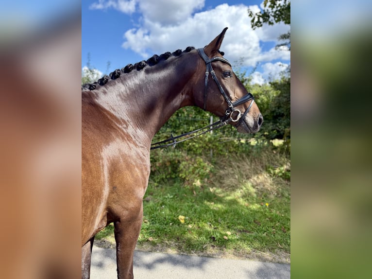 Hannoveraan Ruin 4 Jaar 165 cm Donkerbruin in Buxtehude