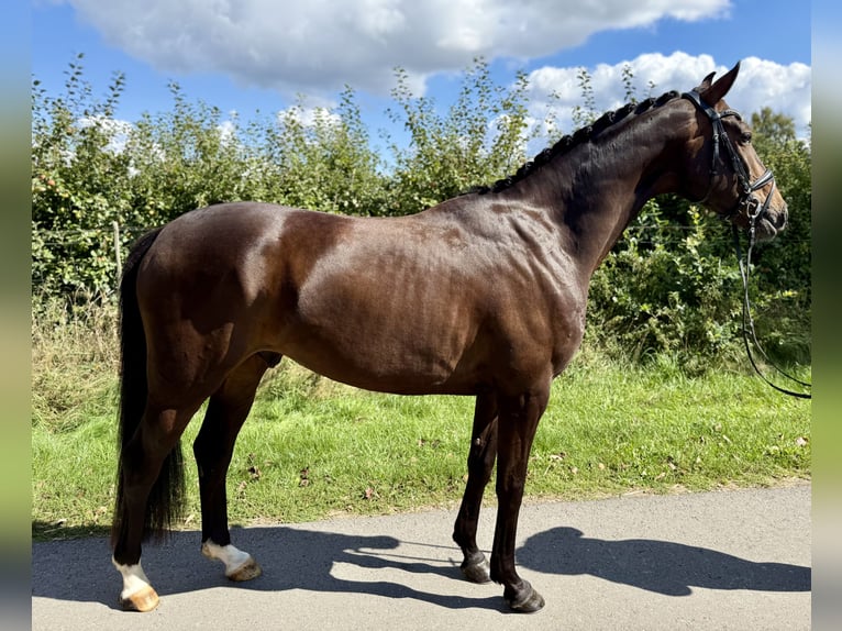 Hannoveraan Ruin 4 Jaar 165 cm Donkerbruin in Buxtehude