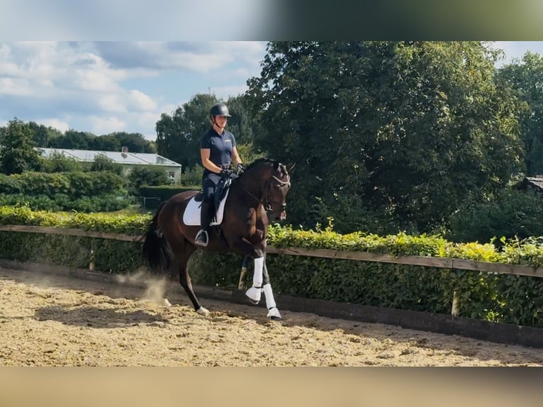 Hannoveraan Ruin 4 Jaar 165 cm Donkerbruin in Buxtehude