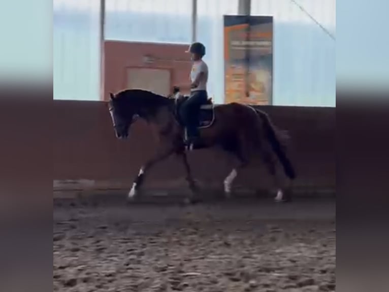 Hannoveraan Ruin 4 Jaar 165 cm Vos in Winsen/Aller