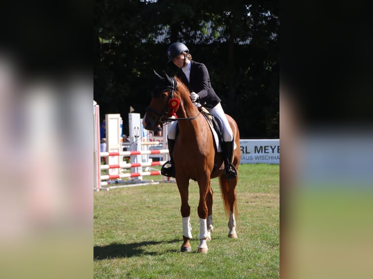 Hannoveraan Ruin 4 Jaar 165 cm Vos in Osten