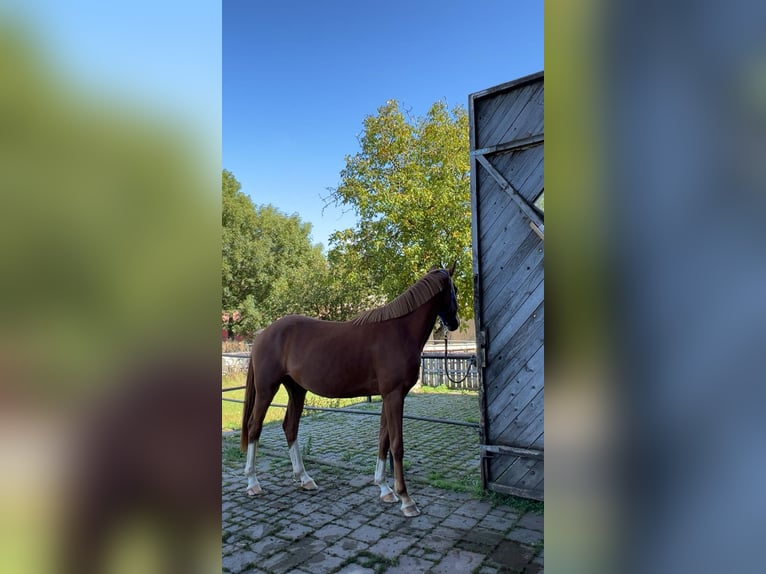 Hannoveraan Ruin 4 Jaar 165 cm Vos in Bad Lauterberg im Harz