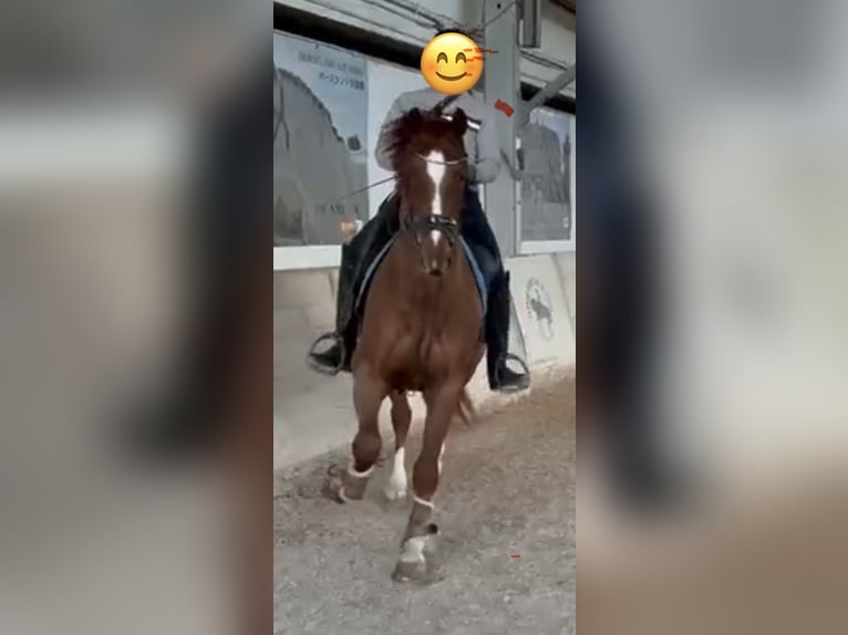 Hannoveraan Ruin 4 Jaar 165 cm Vos in Coin