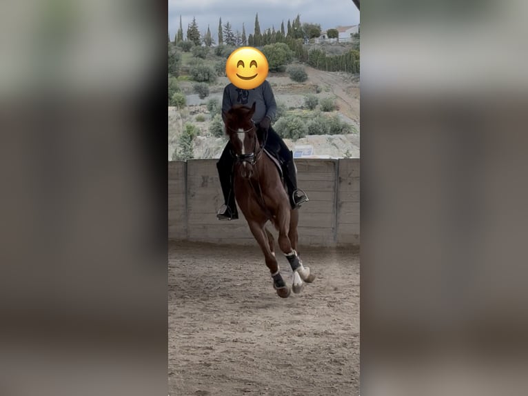 Hannoveraan Ruin 4 Jaar 165 cm Vos in Coin