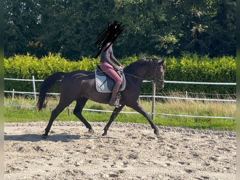 Hannoveraan Ruin 4 Jaar 165 cm Zwart in Hage