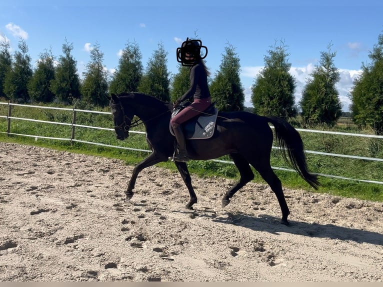 Hannoveraan Ruin 4 Jaar 165 cm Zwart in Hage
