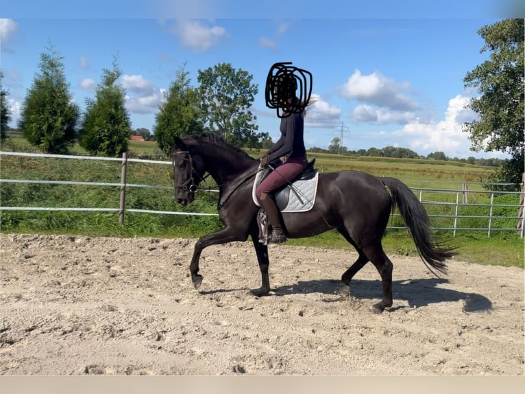 Hannoveraan Ruin 4 Jaar 165 cm Zwart in Hage