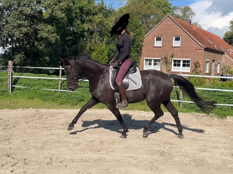 Hannoveraan Ruin 4 Jaar 165 cm Zwart in Hage