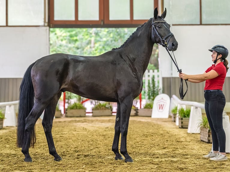 Hannoveraan Ruin 4 Jaar 165 cm Zwartbruin in Mnster-Handorf