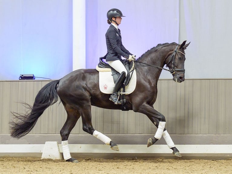 Hannoveraan Ruin 4 Jaar 165 cm Zwartbruin in Mnster-Handorf