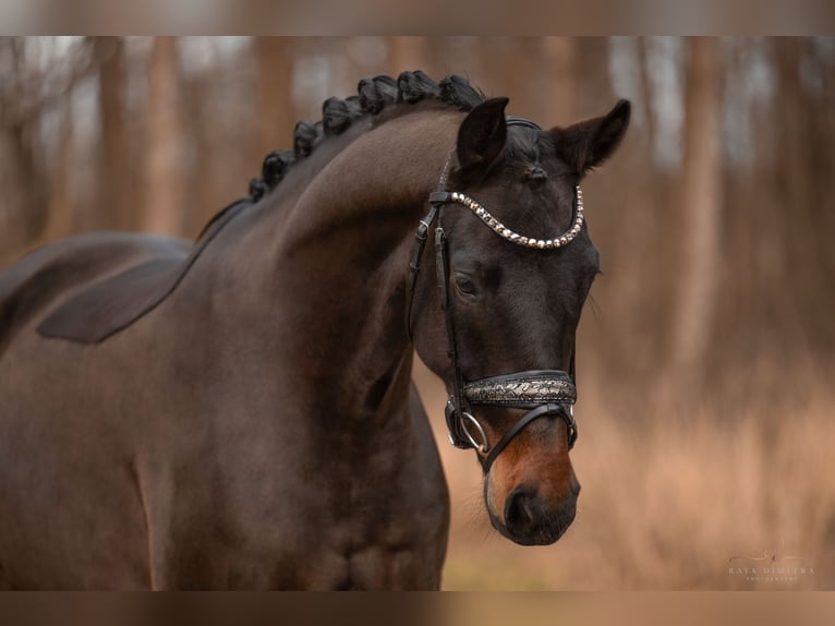 Hannoveraan Ruin 4 Jaar 165 cm Zwartbruin in Wehringen