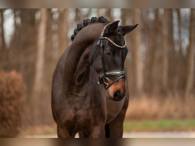 Hannoveraan Ruin 4 Jaar 165 cm Zwartbruin in Wehringen