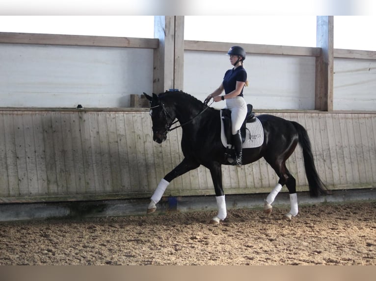 Hannoveraan Ruin 4 Jaar 165 cm Zwartbruin in Schrozberg
