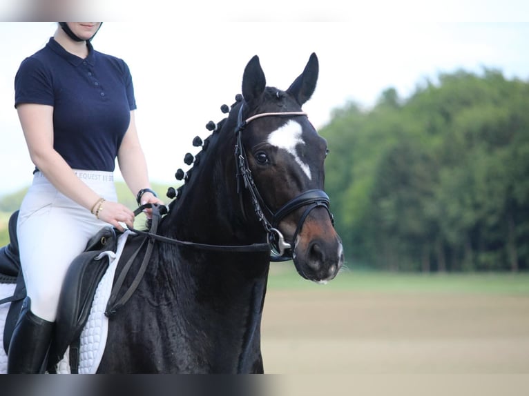 Hannoveraan Ruin 4 Jaar 165 cm Zwartbruin in Schrozberg