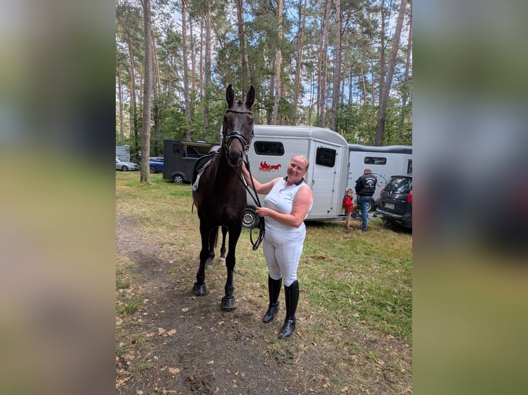 Hannoveraan Ruin 4 Jaar 165 cm Zwartbruin in Bleckede