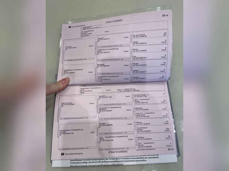 Hannoveraan Ruin 4 Jaar 165 cm Zwartbruin in Ronshausen