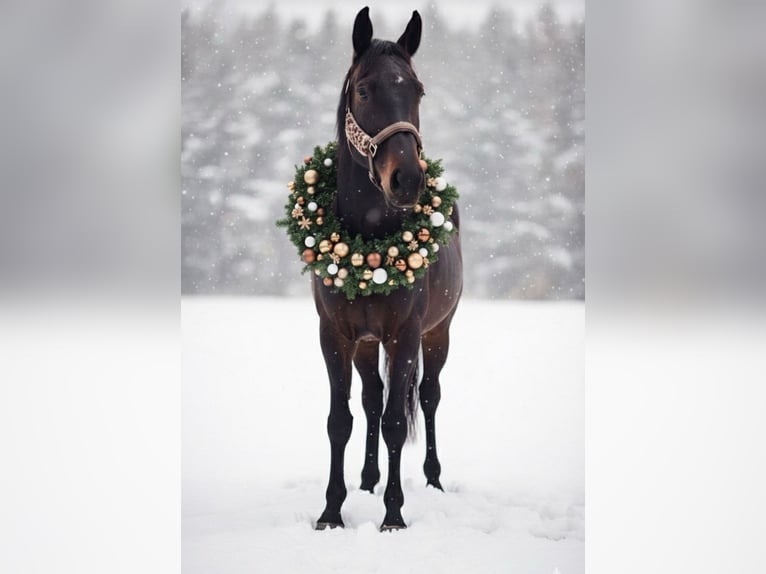 Hannoveraan Ruin 4 Jaar 165 cm Zwartbruin in Ronshausen