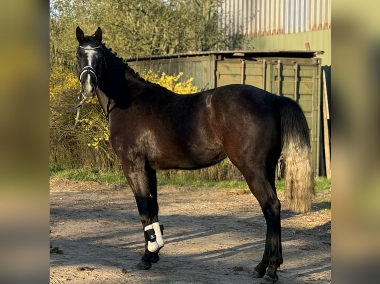 Hannoveraan Ruin 4 Jaar 166 cm Appelschimmel in Deinstedt