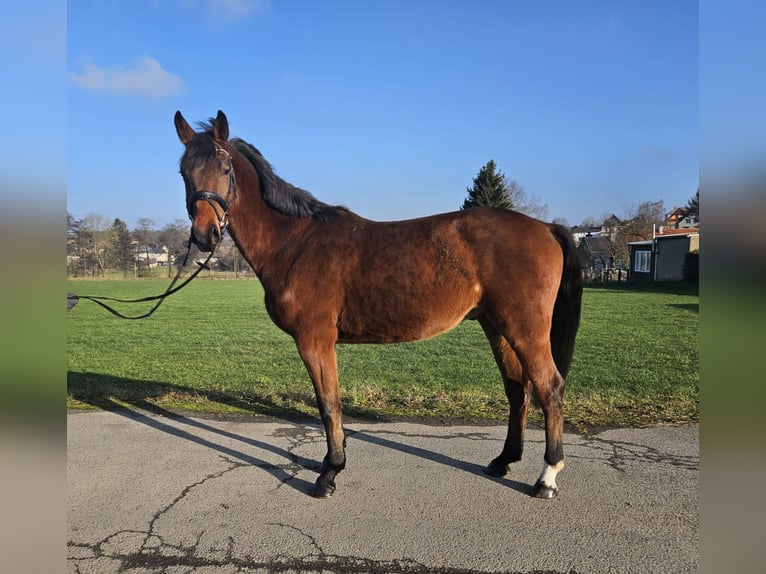 Hannoveraan Ruin 4 Jaar 166 cm Bruin in Zeulenroda