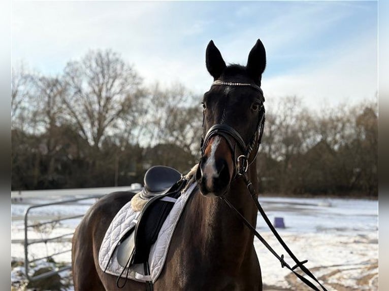 Hannoveraan Ruin 4 Jaar 166 cm Donkerbruin in Verden (Aller)