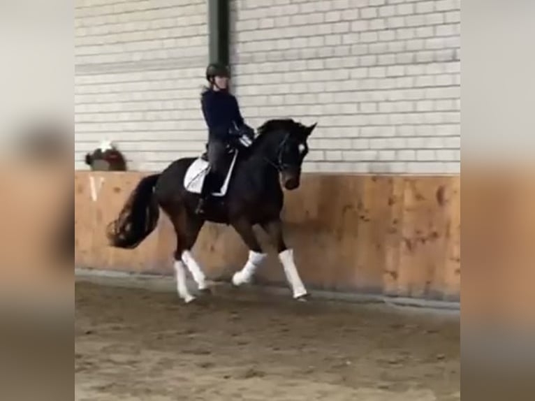 Hannoveraan Ruin 4 Jaar 166 cm Donkerbruin in Würselen