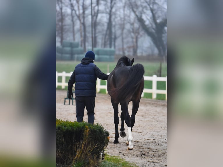 Hannoveraan Ruin 4 Jaar 166 cm Donkerbruin in Bremervörde