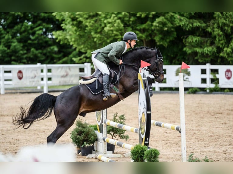 Hannoveraan Ruin 4 Jaar 166 cm Donkerbruin in Siauliai