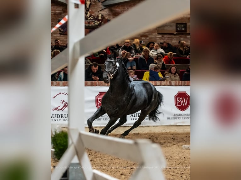 Hannoveraan Ruin 4 Jaar 166 cm Donkerbruin in Siauliai