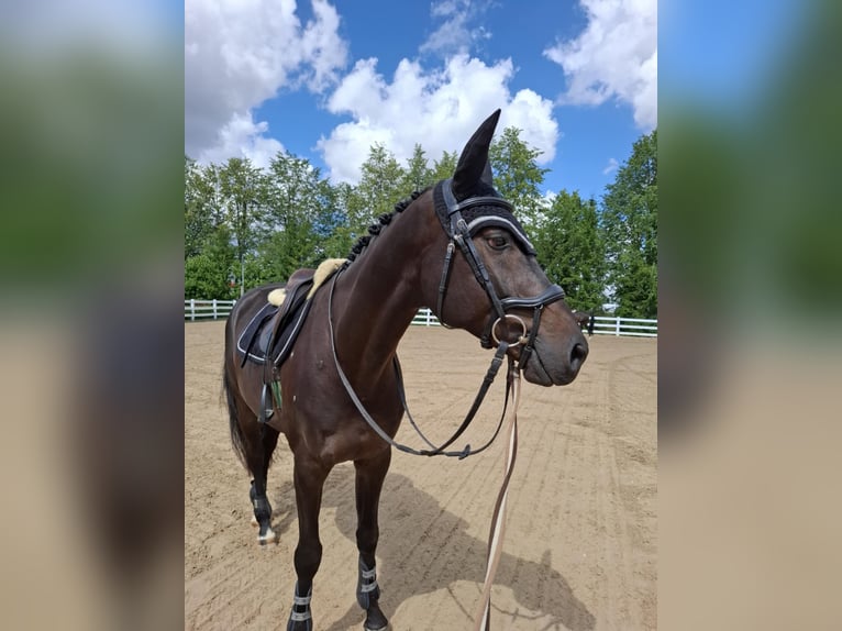 Hannoveraan Ruin 4 Jaar 166 cm Donkerbruin in Siauliai