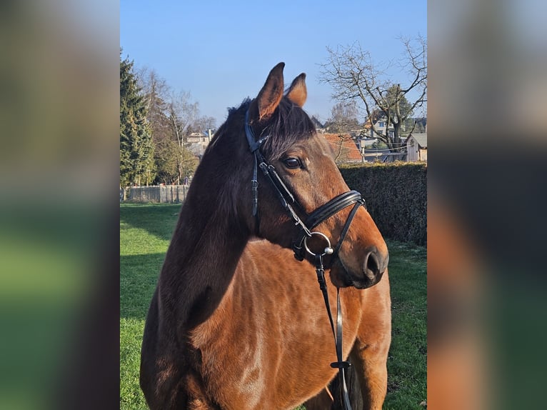 Hannoveraan Ruin 4 Jaar 166 cm in Zeulenroda