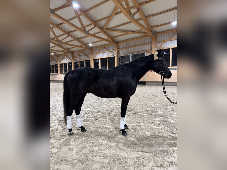 Hannoveraan Ruin 4 Jaar 166 cm Zwart in Tübingen