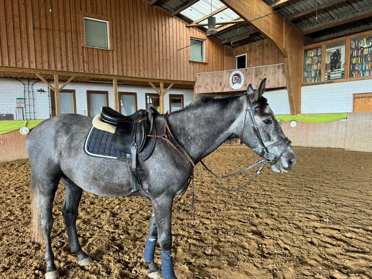 Hannoveraan Ruin 4 Jaar 166 cm Zwartschimmel in Sundhagen