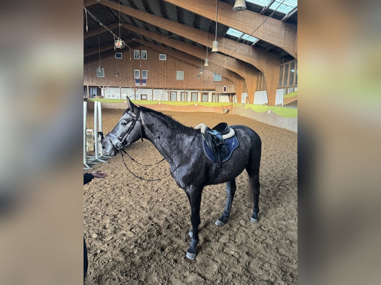 Hannoveraan Ruin 4 Jaar 166 cm Zwartschimmel in Sundhagen