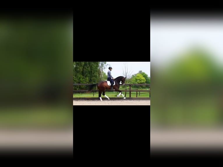 Hannoveraan Ruin 4 Jaar 167 cm Bruin in Heteren