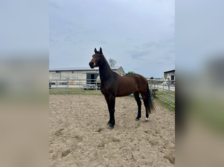 Hannoveraan Ruin 4 Jaar 167 cm Bruin in Heidesee