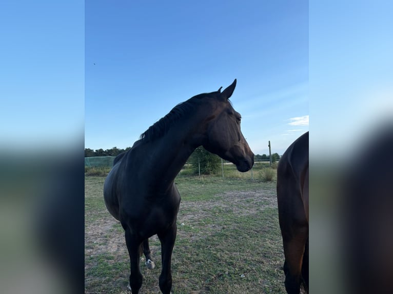 Hannoveraan Ruin 4 Jaar 167 cm Bruin in Verden (Aller)Walle