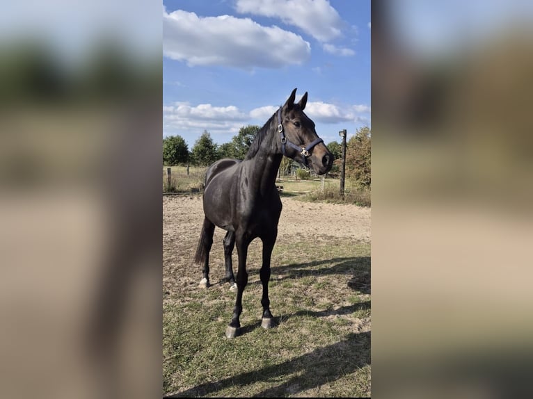 Hannoveraan Ruin 4 Jaar 167 cm Bruin in Verden (Aller)Walle