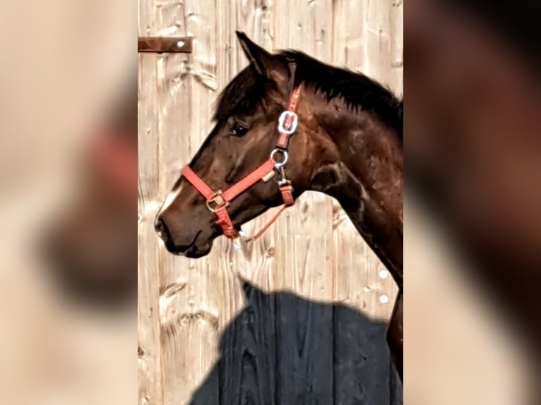 Hannoveraan Ruin 4 Jaar 167 cm Donkerbruin in seehausen