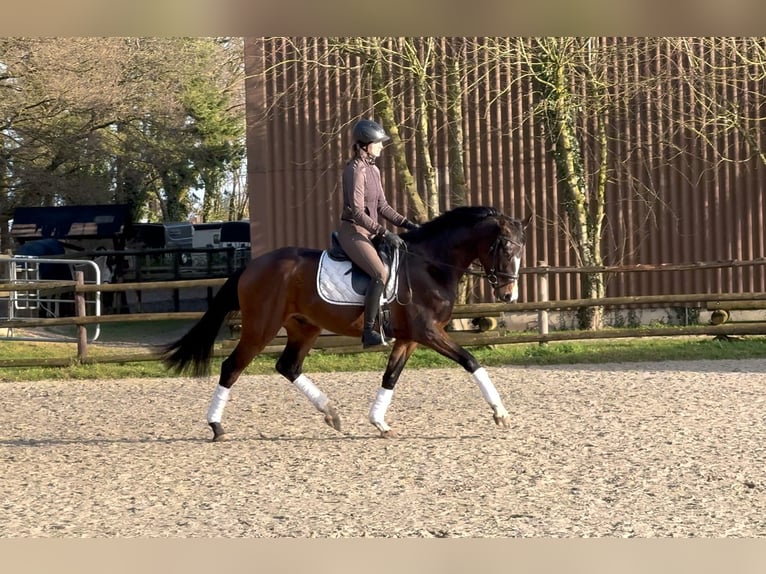 Hannoveraan Ruin 4 Jaar 167 cm Donkerbruin in Hoya