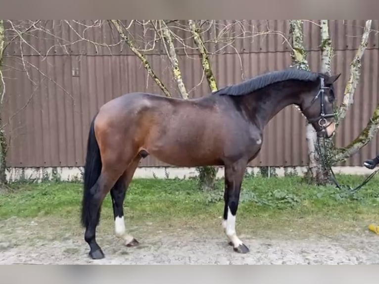 Hannoveraan Ruin 4 Jaar 167 cm Donkerbruin in Hoya