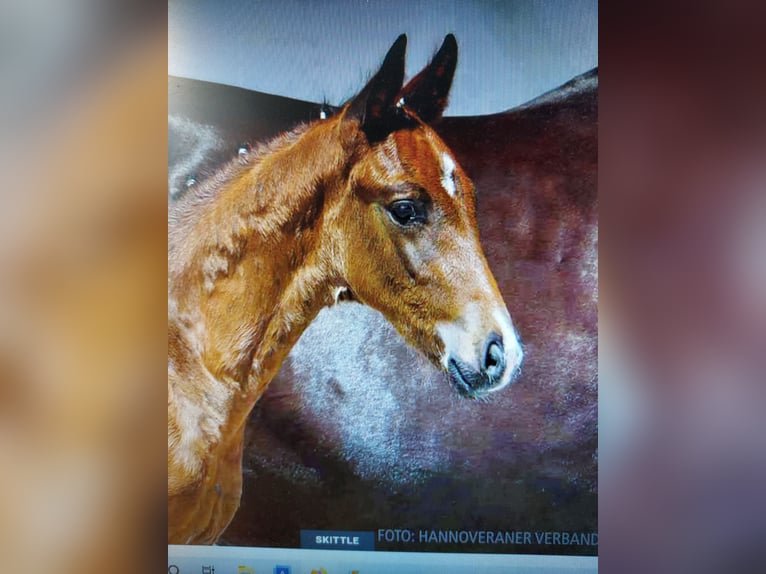 Hannoveraan Ruin 4 Jaar 167 cm Donkerbruin in Westerwalsede