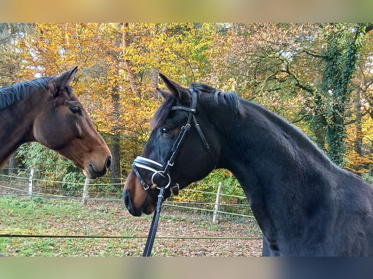 Hannoveraan Ruin 4 Jaar 167 cm Donkerbruin in Barenburg